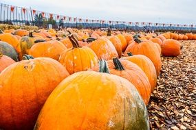 large crop of orange pumpkins on the farm close-up