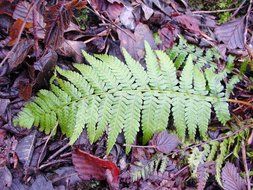 fern leaf on the ground
