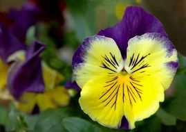 Yellow-violet violet flower