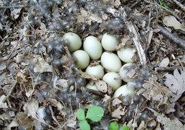 eggs in a duck nest