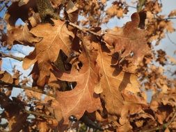 english oak tree