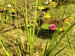 terrific water lily