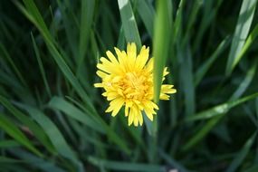 dandelion in tall green grass close-up