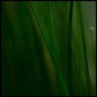 reed grass close