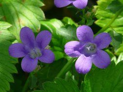 purple bells among the greenery