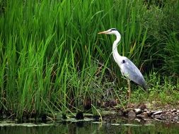 hern bird in nature