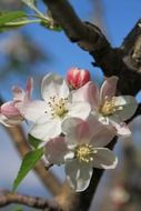 april blossom of apple
