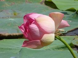 delicate pink lotus flower