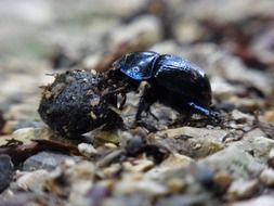 Close-up of the dung beetle in the forest