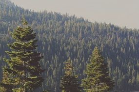 spruce forest on the mountain on a sunny day