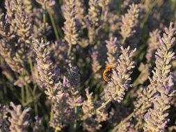 bumblebee in the lavender thickets