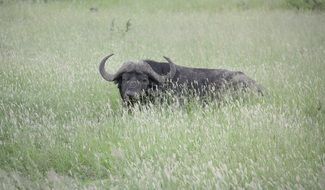 buffalo on the wild in africa