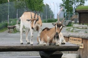 goats in a wooden paddock on a farm