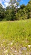 Meadow with grass and forest