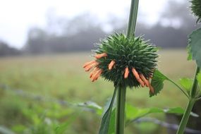 Close-up of the beautiful round green bud with orange petals near the field
