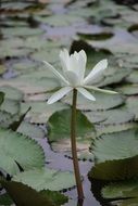 lotus on a pond