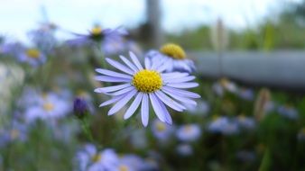 michaelmas daisy