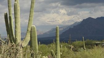 Ð«aguaro cacti in view of the gorgeous mountains under cloudy sky, Arizona, USA