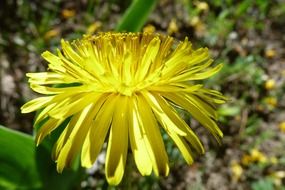 yellow flower close up on blurred background