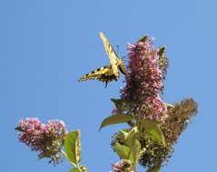 big butterfly on a branch of lilac