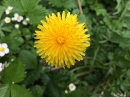 dandelion flowerhead on a blurred background close-up