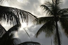tropical palm trees sky Cloud view