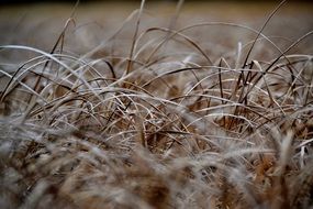 blades of grass on field