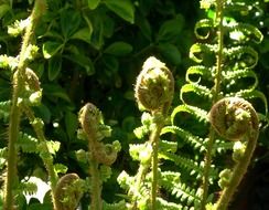 young fern in the sun