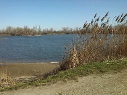 shoreline of a lake in spring