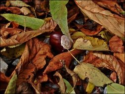 chestnut among dry autumn leaves close-up