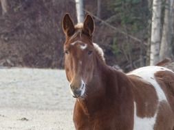 pinto quarter horse looking straight