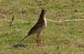 pipit on green grass close up