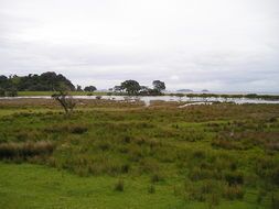 new zealand nature green landscape