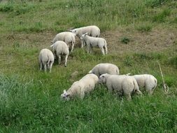 grazing sheep in spring
