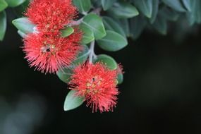 metrosideros excelsa in new zealand