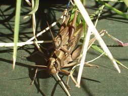 mating grasshoppers in nature