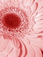 Pink daisy flower