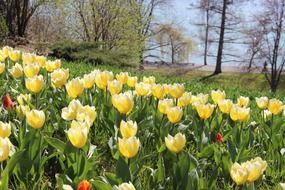 meadow of bright yellow tulips