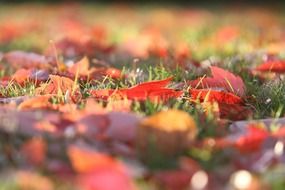 colorful autumn leaves on green grass close up