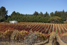 Landscape with the beautiful vineyard with colorful plants in sunny autumn day