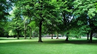 green lawn in park at summer