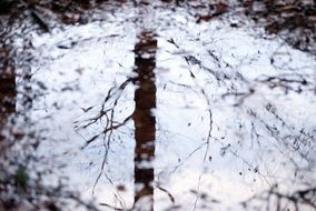 Reflection of tree in a water