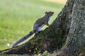 squirrel tree animals