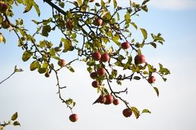 red apples on branches at sky
