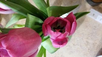 pink purple tulip flower