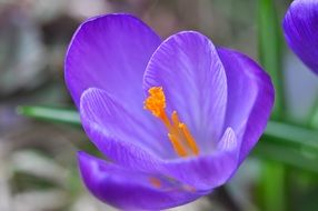 Close-up of the beautiful purple and orange crocus bud in spring