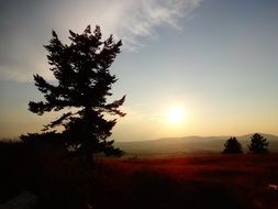 silhouette of a coniferous tree at sunset