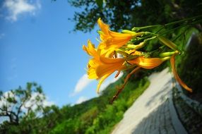 yellow lilies grow at the edge of a paved road