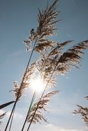 cane tops, back light