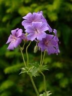 geranium blue flowers on a stalk